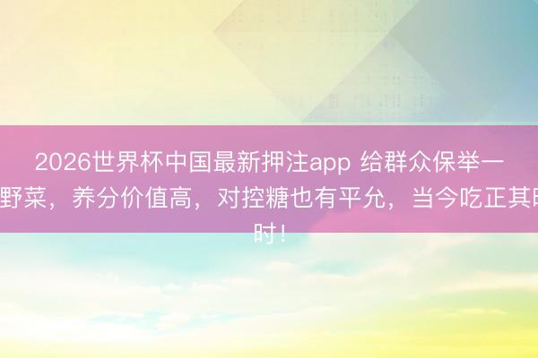 2026世界杯中国最新押注app 给群众保举一种野菜，养分价值高，对控糖也有平允，当今吃正其时！
